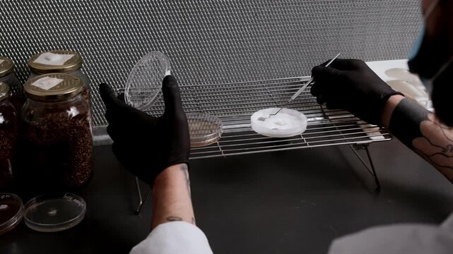 A square agar fragment with dense white mycelium is precisely cut and transferred in a biotechnology lab under laminar flow between petri dishes, illustrating sterile workflow, contamination control.