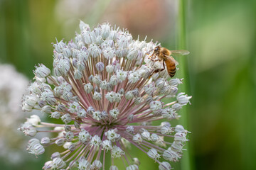 A western honey bee collects nectar from a white, spherical allium flower head against a soft-focus green background © George Schmiesing