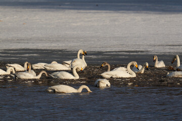 北海道の冬の畑の白鳥