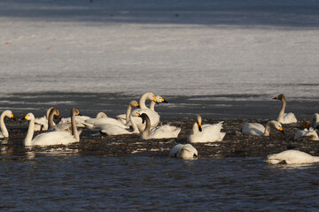 北海道の冬の畑の白鳥