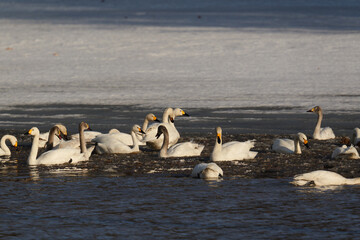北海道の冬の畑の白鳥