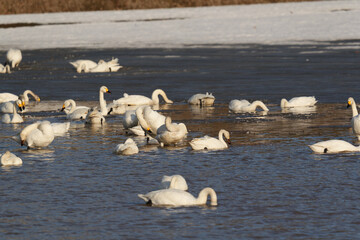 北海道の冬の畑の白鳥