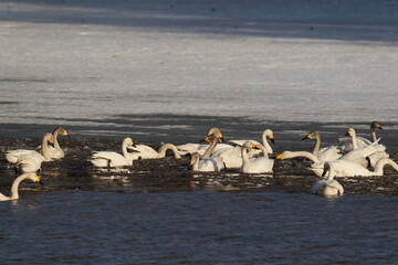 北海道の冬の畑の白鳥