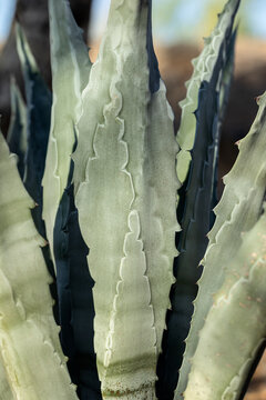 Closeup of Agave Americana known as the Century Plant plant grown in Arizona, USA