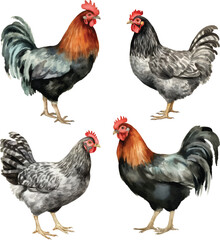 Chicken family set watercolor graphics. White hen, brown hen, red hen and rooster clipart. Illustration for packing organic chicken eggs or farm local chicken meat. © Dilraj