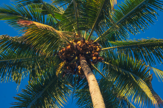 coconut tree seen from a low angle