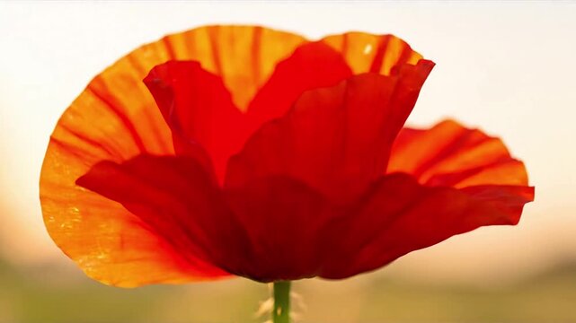 Minimalist Natural Beauty Focusing solely on the botanical subject against a clean, uncluttered backdrop.