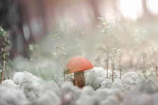 Beautiful aspen mushroom growing in the moss of pine forest early in the morning at dawn.