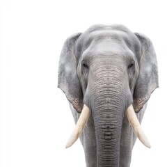 Obraz premium Majestic Elephant Close-Up Portrait Showcasing Its Detailed Features and Gentle Eyes in Natural Environment