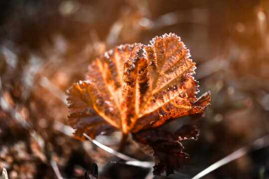Cloudberry leaf surrounded by sunny day. Natural wildlife habitat.