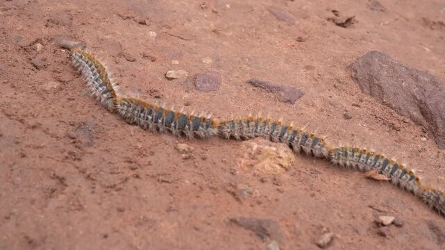 Pine Processionary Caterpillars Marching in Line, Pest Infestation Concept