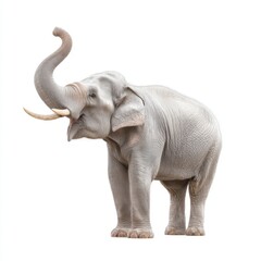 Obraz premium Majestic Asian Elephant Standing Gracefully with Vibrant Trunk Raised in Celebration Against a White Background