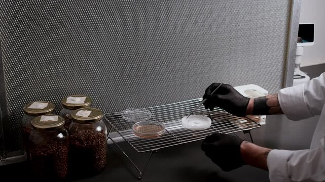 Scientist in black gloves performs fungal tissue transfer, cutting white mycelium and placing it on a sterile agar plate inside a laminar flow hood. Sterile technique under controlled lab conditions.