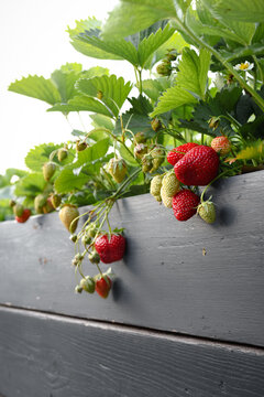 Strawberries growing in raised bed. Close-up view of fresh garden strawberry plant with red fruits