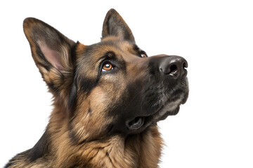 German Shepherd Close Up Portrait for Premium Dog Food Brand