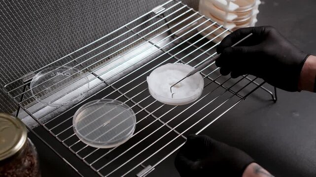 Petri dish with dense white mycelium remains open as a sterile metal tool transfers a small fragment into a new culture plate, demonstrating aseptic fungal culture technique in a biotechnology lab.