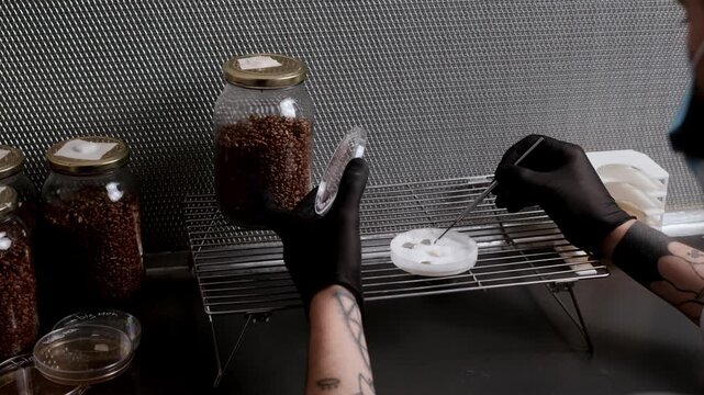 White mycelium on agar is aseptically cut into sterile fragments under laminar airflow hood, preparing culture pieces for grain jar inoculation and controlled fungal propagation in a biotech lab.