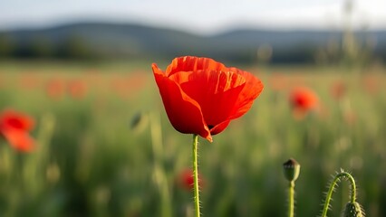 Obraz premium A vibrant red poppy stands tall in a lush green field surrounded by other flowers