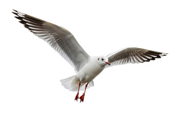 Obraz premium A magnificent adult white seagull with reddish-orange beak and legs, captured mid-flight with powerful outstretched wings showing brown and black primary feathers, isolated against a transparent