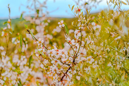 Preciosa flor de almendro  mostrando sus bellos colores blancos y rosados