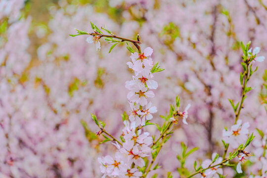 Preciosa flor de almendro  mostrando sus bellos colores blancos y rosados