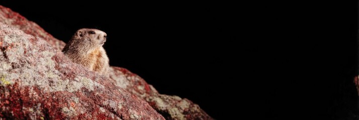 Alpine Marmot perching on a red rock cliff at night, wild animal observing horizon in mountain habitat, wildlife conservation and nature background with copy space