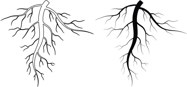 Hand drawn taproot system icon set, realistic plant root anatomy vector illustration isolated on transparent background.