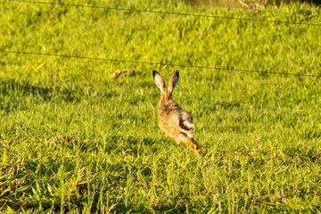 European hare leaping through tall grass in a rural meadow in Florestópolis Parana Brazil © Joao Vieira