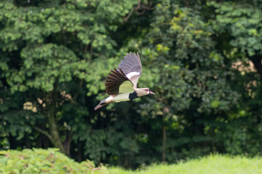 Dynamic flight of a Southern lapwing with distinct black and white wing patterns in Nova Esperanca do Sudoeste Parana Brazil