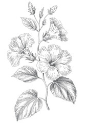 Fototapeta premium Hibiscus flower branch ink engraving style. Vintage hibiscus floral illustration in botanical ink sketch.