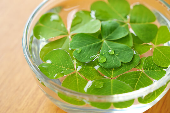 Fresh Green Clover Leaves in Bowl St. Patrick's Day Luck