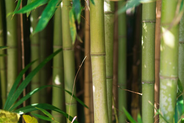 Obraz premium natural background, bamboo stems close up