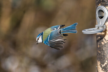 The Eurasian blue tit, Cyanistes caeruleus is a small passerine bird in the tit family, Paridae. © rudiernst