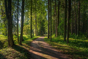 Alley through the forest on the territory of the Mikhailovskoye estate of the Pushkin State Museum-Reserve on a sunny summer day, Pushkinskiye Gory, Pskov region, Russia