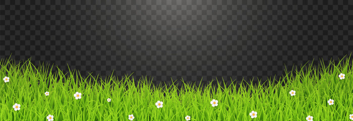 Green Grass Border with White Daisies Transparent PNG – Spring Meadow Vector Overlay © Leonid