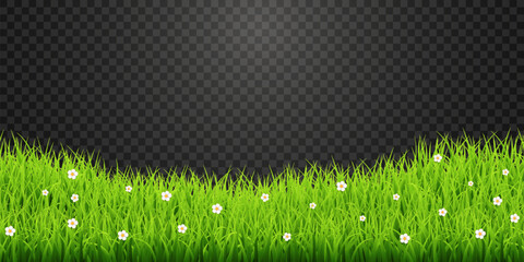Green Grass Border with White Daisies Transparent PNG – Spring Meadow Vector Overlay © Leonid