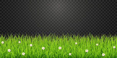 Green Grass Border with White Daisies Transparent PNG – Spring Meadow Vector Overlay © Leonid