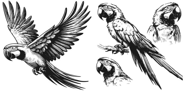 Vibrant Macaw Line Drawing &ndash; Tropical Bird Art linework sketch hand drawn pen drawing vector illustration svg