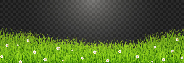 Green Grass Border with White Daisies Transparent PNG – Spring Meadow Vector Overlay © Leonid