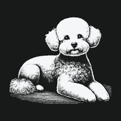 Charming Poodle Illustration: A Detailed Black and White Portrait.
