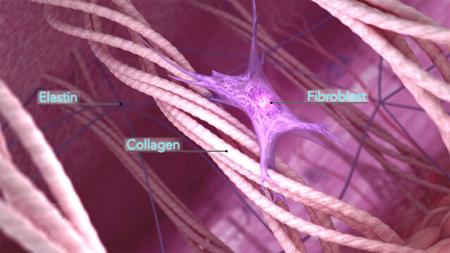 Skin extracellular matrix structure. Fibroblasts, collagen, and elastin fibers in the young healthy skin. 3D rendered illustration