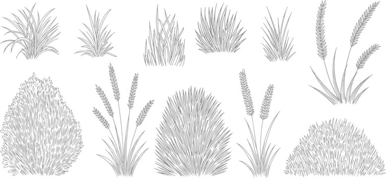 Collection of grass, bushes, shrubs and cattails, cad drawings vector illustration