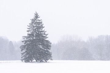 Obraz premium Lone spruce tree in snowy field during heavy winter snowfall, minimalist rural landscape with forest background and copy space