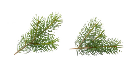 Obraz premium Green pine tree branches on black isolated on a transparent background