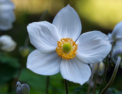 japanese anemone elfin swan latin name anemone japonica elfin swan in garden