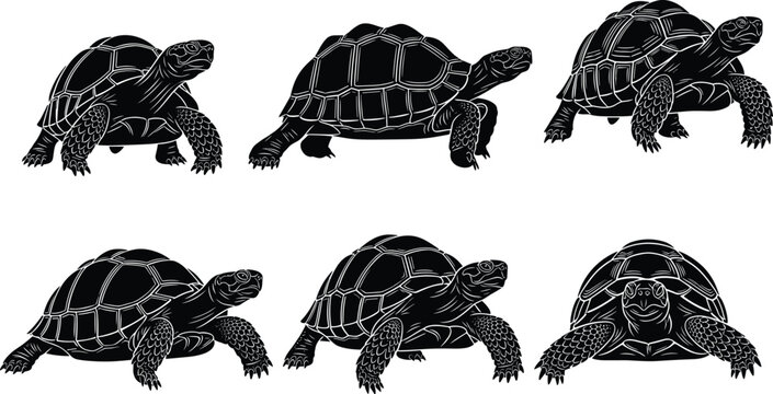 Black vector silhouette set of ancient tortoises featuring detailed shell patterns and various walking poses for wildlife conservation zoology research and reptile animal branding,