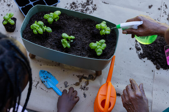 African senior and youth females misting 6 herb seedlings on potting table while using blue trowel