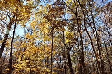 Fototapeta premium A view of the tall autumn trees in the forest.