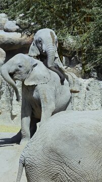 A pair of African elephants in mating season, looking to mate