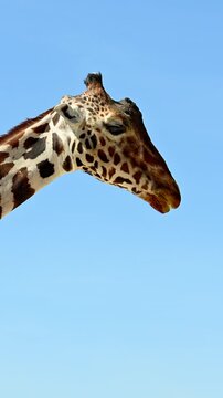Profile portrait of an African giraffe showing its dark prehensile tongue against a clear sky